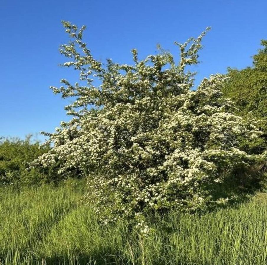 Ferienwohnung Classen Eifel Schleiden Eksteriør billede